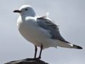 Hartlaub's Gull