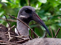 Nesting Hadeda Ibis, South Africa