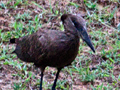 Hamerkop, South Africa