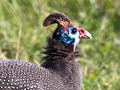 Helmeted Guineafowl