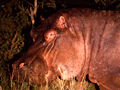 Hippopotamus, Kruger National Park, South Africa