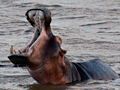 Hippopotamus, South Africa