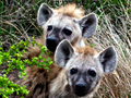 Spotted Hyena, Kruger National Park, South Africa