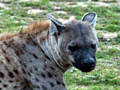 Spotted Hyena, Kruger National Park, South Africa