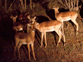 Impala on a Night Drive in Kruger National Park, South Africa