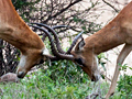 Impala, Kruger National Park, South Africa