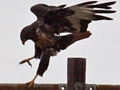 Jackal Buzzard, South Africa