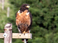 Jackal Buzzard