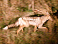 Side-striped Jackal on a Night Drive in Kruger National Park, South Africa