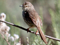 Karoo Prinia