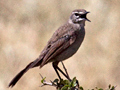 Karoo Lark, South Africa