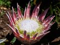 King Protea, South Africa