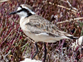 Kittlitz's Plover, West Coast National Park, South Africa