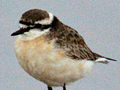 Kittlitz's Plover, South Africa