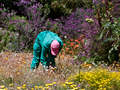 Kirstenbosch National Botanical Garden, South Africa