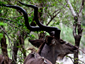 Greater Kudu, Kruger National Park, South Africa