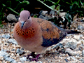 Laughing Dove, South Africa