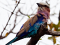 Lilac-breasted Roller, Kruger National Park, South Africa