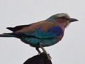 Lilac-breasted Roller, Kruger National Park, South Africa