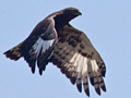 Long-crested Eagle, South Africa