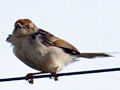 Levaillant's Cisticola (Tinkling Cisticola), Dullstroom, South Africa