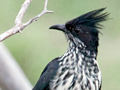 Levaillant's Cuckoo, Kruger National Park, South Africa