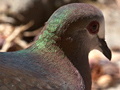 Lemon Dove (Cinnamon Dove), South Africa