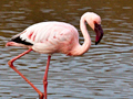 Lesser Flamingo, South Africa