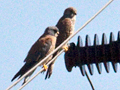 Lesser Kestrel, en route KwaNdaba Game Lodge to Zaagkuildrift Road, South Africa