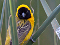 Lesser Masked Weaver, KwaNdaba Game Lodge, South Africa