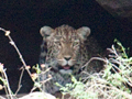 Leopard in a Cave, Kruger National Park, South Africa