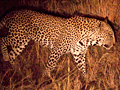 Leopard on a Night Drive in Kruger National Park, South Africa