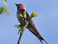 Lesser Striped Swallow, South Africa