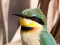 Little Bee-eater, South Africa