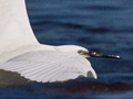 Little Egret, South Africa