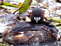 Nesting Little Grebe and Eggs, South Africa