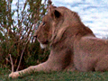 Lion, Kruger National Park, South Africa