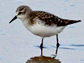 Little Stint, South Africa