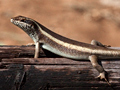 African Lizard, South Africa