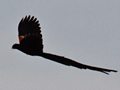 Long-tailed Widowbird, South Africa