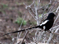 Magpie Shrike, Kruger National Park, South Africa