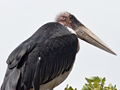 Marabou Stork, Kruger National Park, South Africa