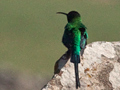 Malachite Sunbird, Dullstroom, South Africa