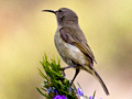 Female Malachite Sunbird