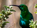 Male Malachite Sunbird