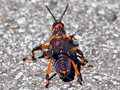 Milkweed Grasshopper, West Coast National Park, South Africa