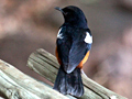 Mocking Cliff-Chat, Kruger National Park, South Africa