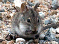 Striped Mouse, South Africa