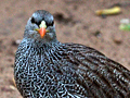 Natal Spurfowl (Natal Francolin), Kruger National Park, South Africa