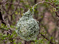 Sparrow and Weaver Nests, South Africa